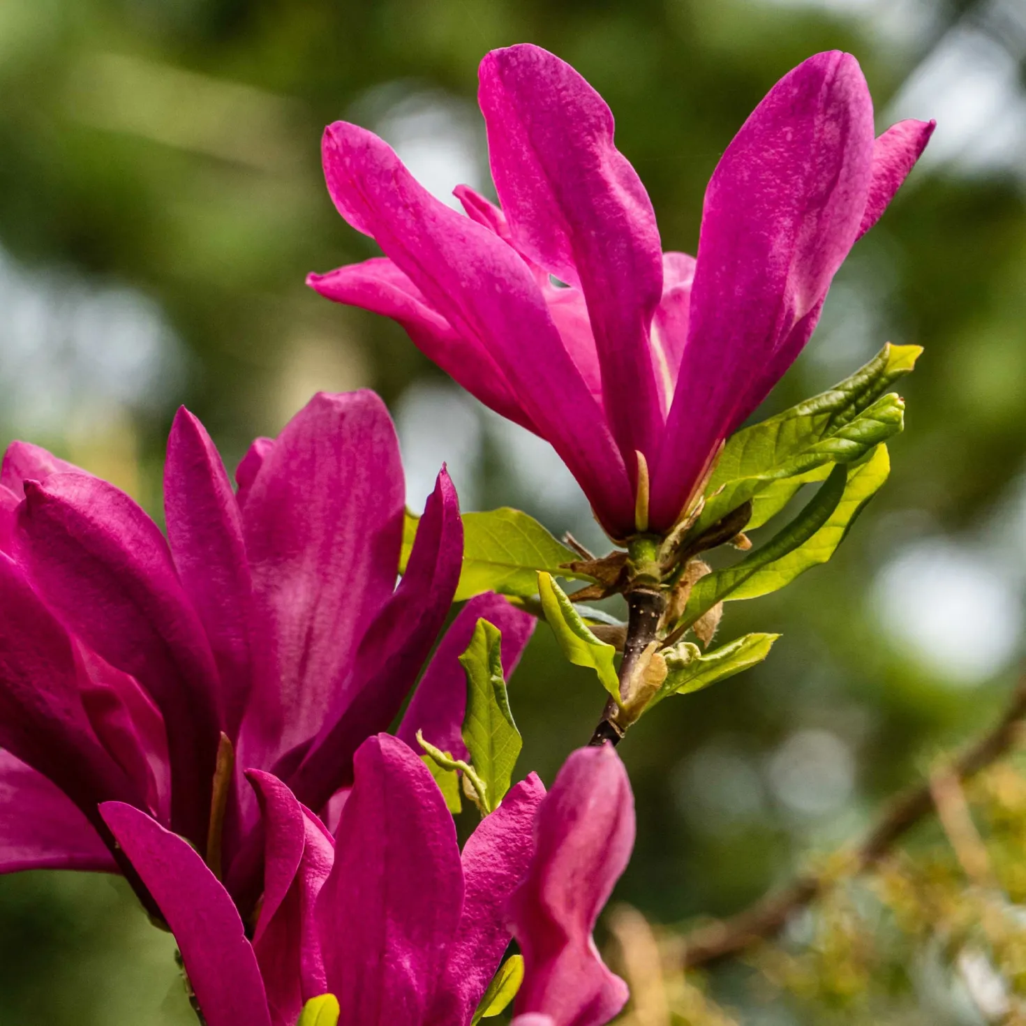 Magnolie ‘Susan’ - Späte Blüte, kein Frostrisiko