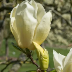 Magnolie Yellow Lantern - Gelbe Blüten, echter Hingucker