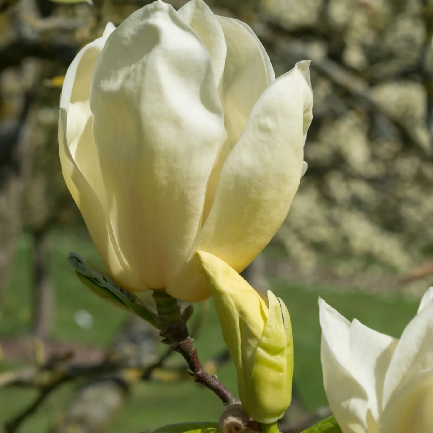 Magnolie Yellow Lantern - Gelbe Blüten, echter Hingucker