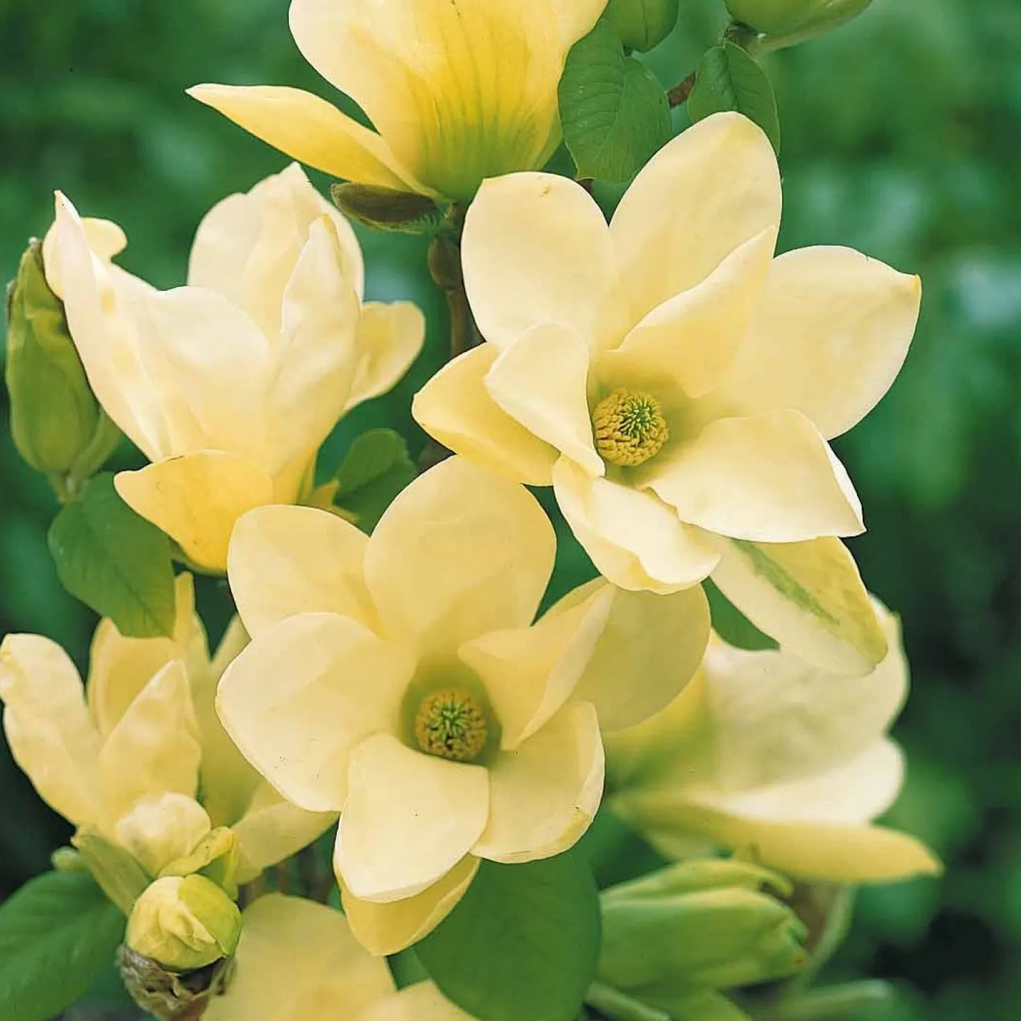 Magnolie Yellow Lantern - Gelbe Blüten, echter Hingucker