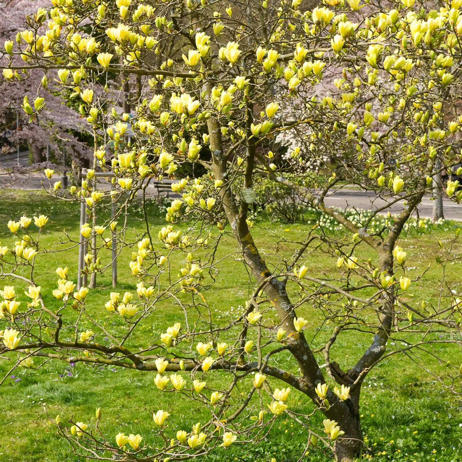 Magnolie Yellow Lantern - Gelbe Blüten, echter Hingucker