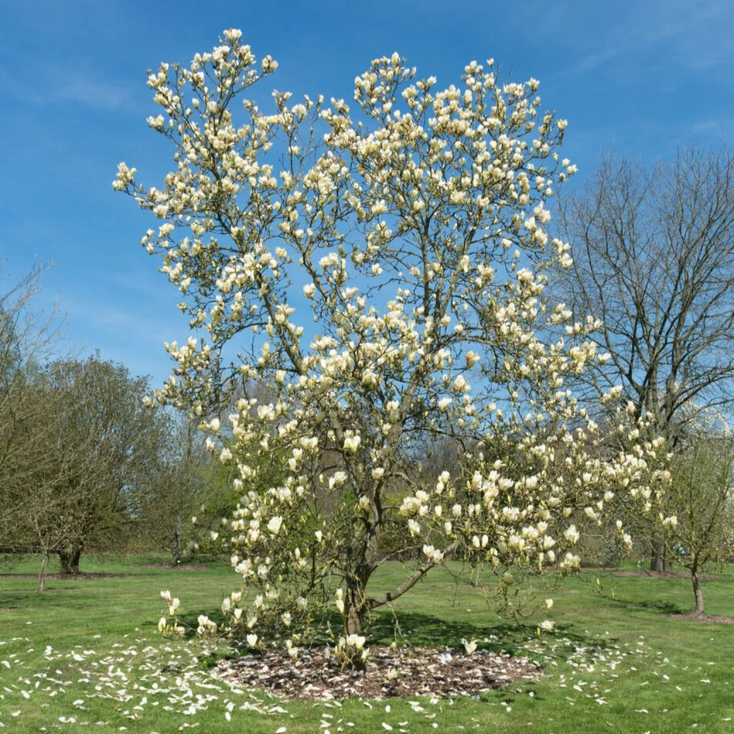 Magnolie Yellow Lantern - Gelbe Blüten, echter Hingucker