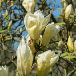 Magnolie Yellow Lantern - Gelbe Blüten, echter Hingucker