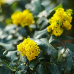 Mahonie Apollo - Farbe auch im Winter