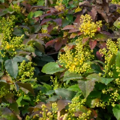 Mahonie Apollo - Farbe auch im Winter