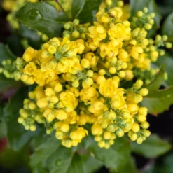Mahonie Apollo - Farbe auch im Winter
