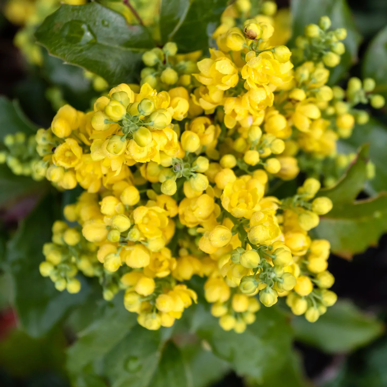 Mahonie Apollo - Farbe auch im Winter