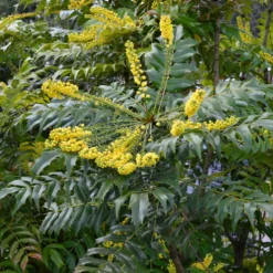 Mahonie Charity - Gelbe Blüten mitten im Winter