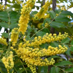 Mahonie Charity - Gelbe Blüten mitten im Winter