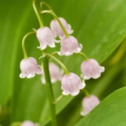 Maiglöckchen ‘Rosea’ - Rosa Duft im Schattenbeet