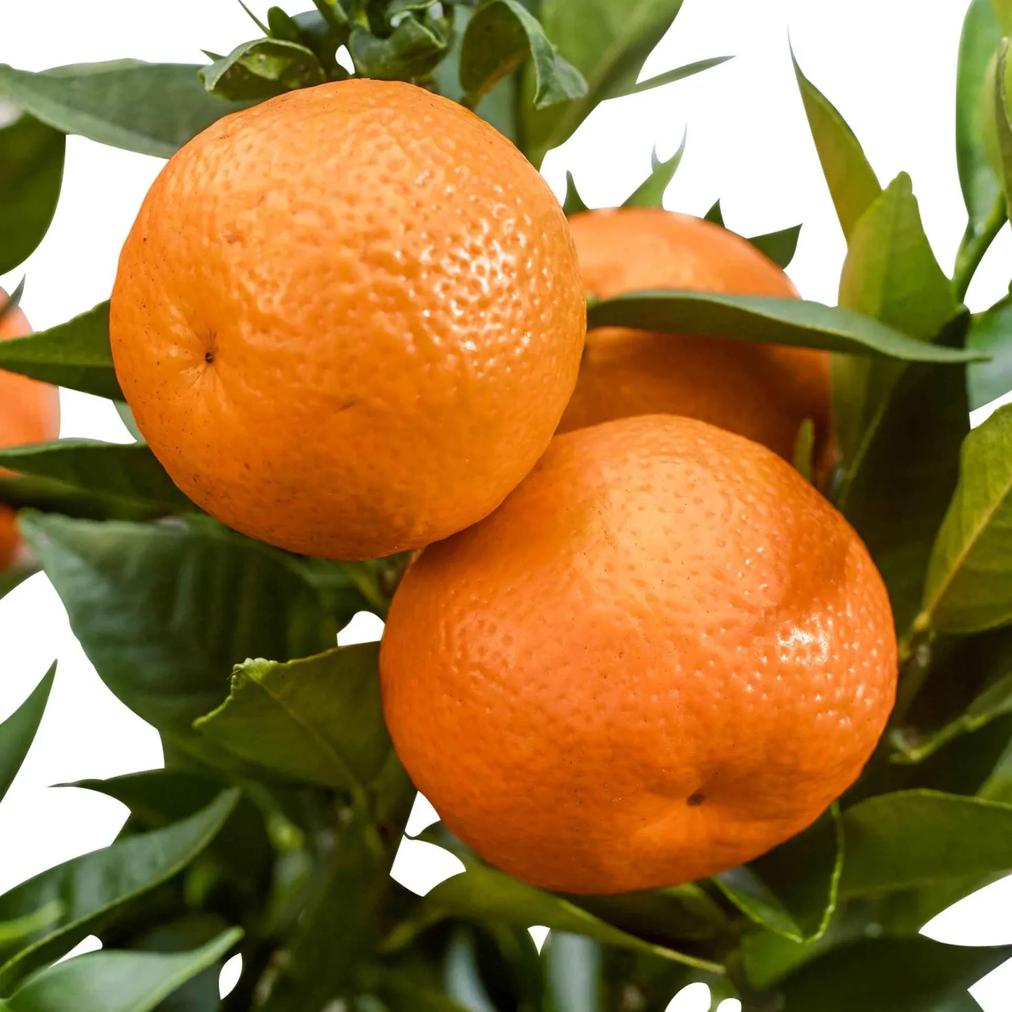 Mandarinenbaum - Mediterranes Flair für zuhause