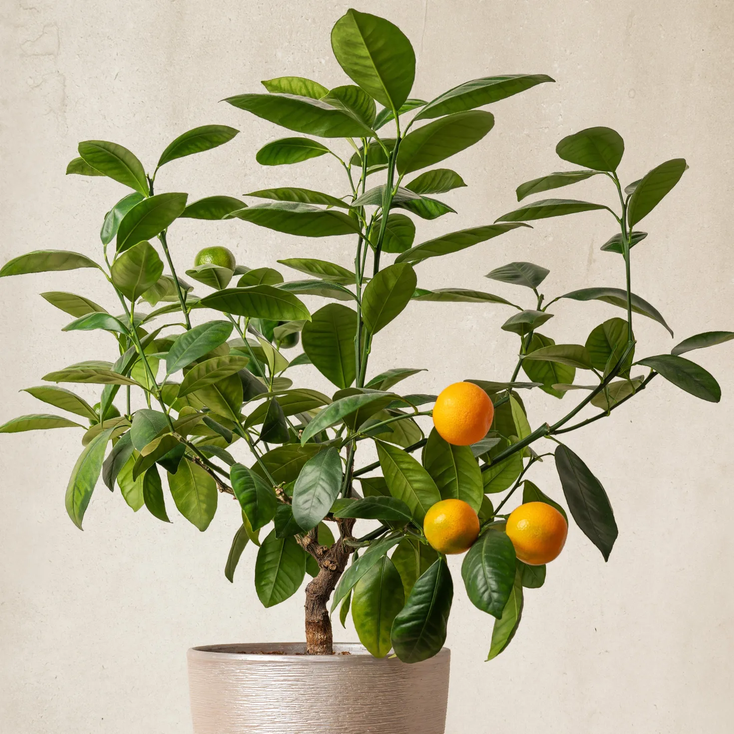 Mandarinenbaum - Mediterranes Flair für zuhause