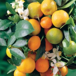 Mandarinenbaum - Mediterranes Flair für zuhause