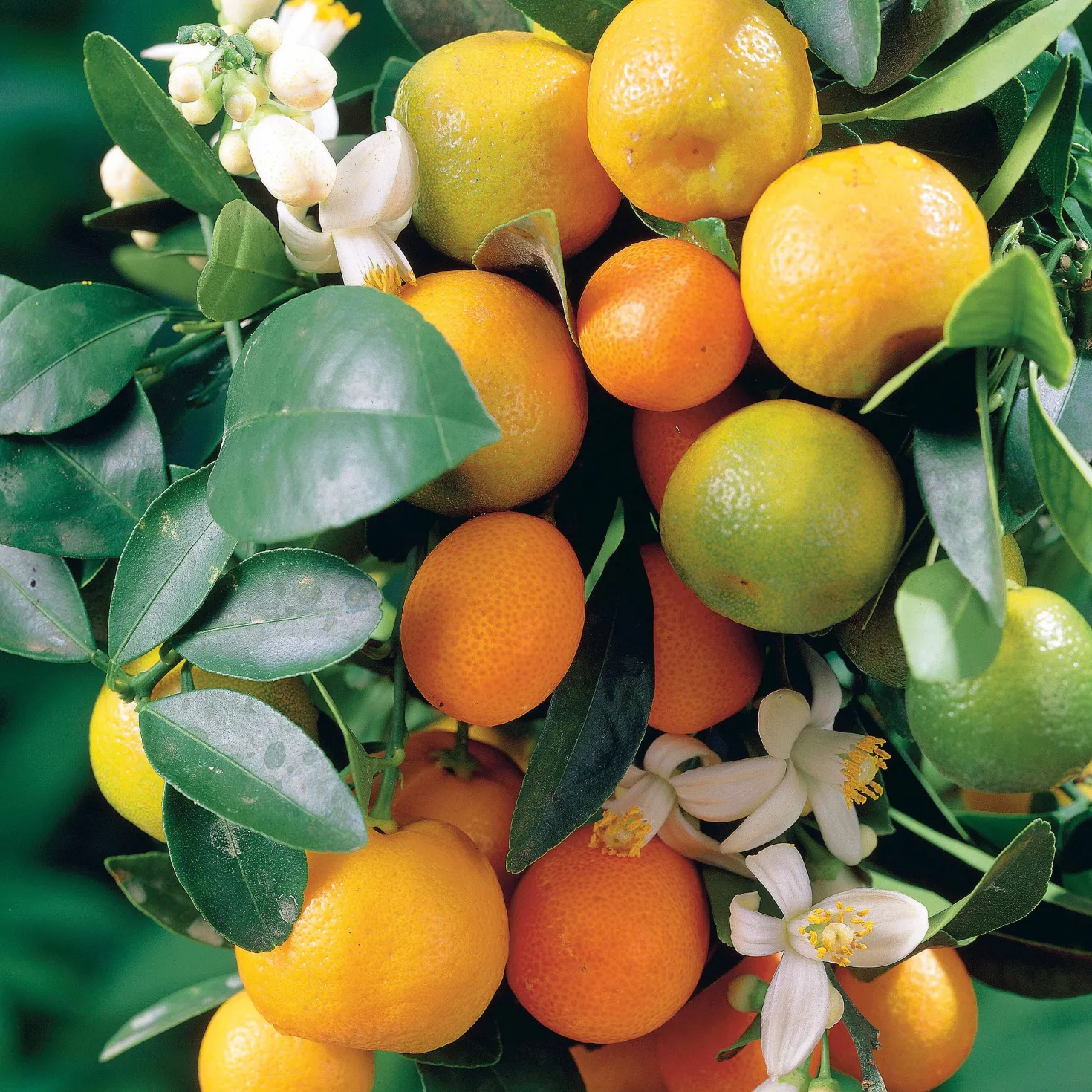 Mandarinenbaum - Mediterranes Flair für zuhause