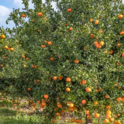 Mandarinenbaum - Mediterranes Flair für zuhause