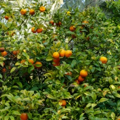 Mandarinenbaum - Mediterranes Flair für zuhause