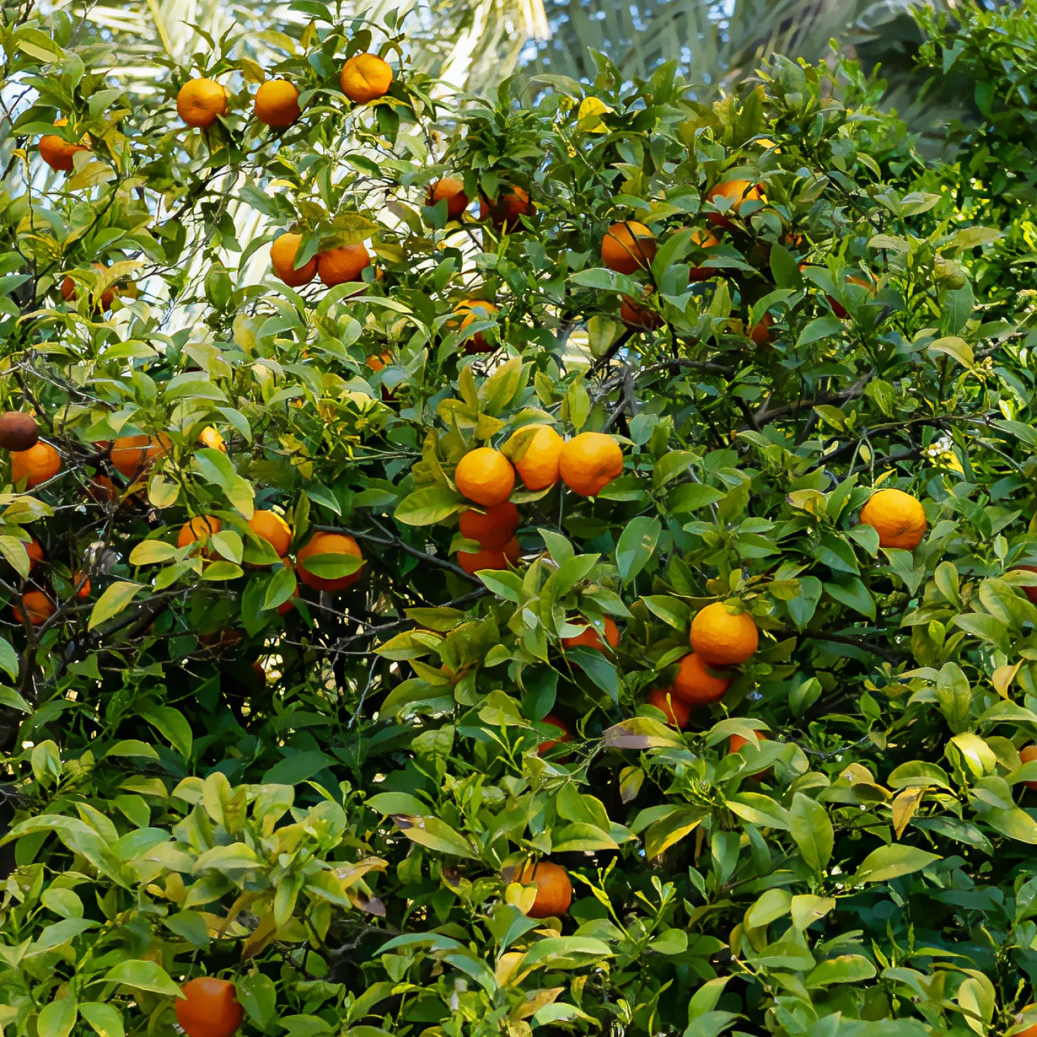 Mandarinenbaum - Mediterranes Flair für zuhause