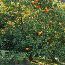 Mandarinenbaum - Mediterranes Flair für zuhause