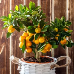 Mandarinenbaum - Mediterranes Flair für zuhause