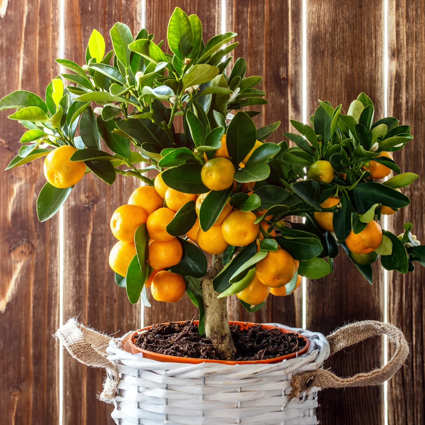 Mandarinenbaum - Mediterranes Flair für zuhause