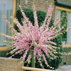 Mandelbäumchen - Rosa Blütentraum im Frühling