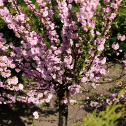 Mandelbäumchen - Rosa Blütentraum im Frühling