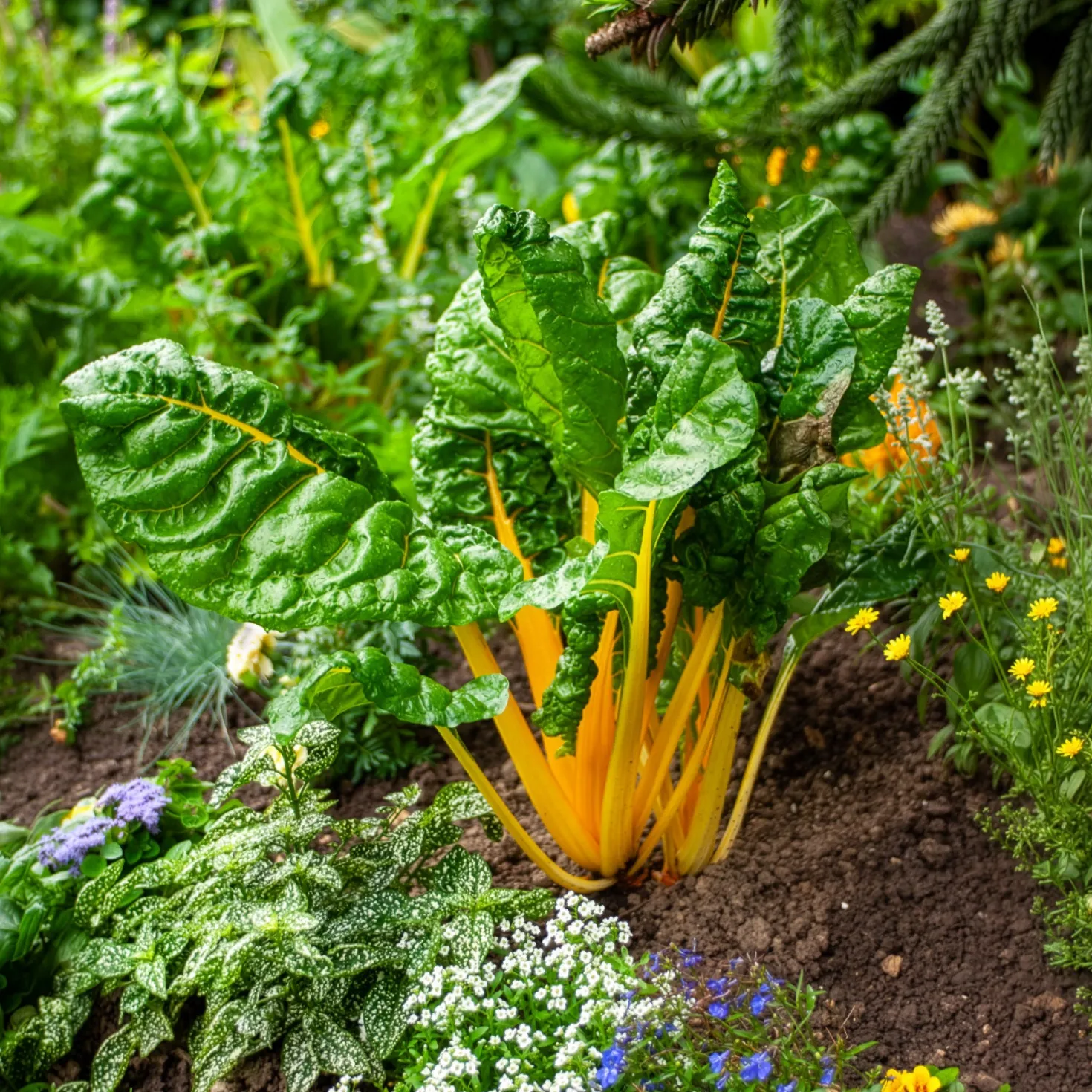 Mangold Mischung bunt - Bunte Ernte den ganzen Sommer