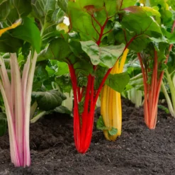 Mangold Mischung bunt - Bunte Ernte den ganzen Sommer