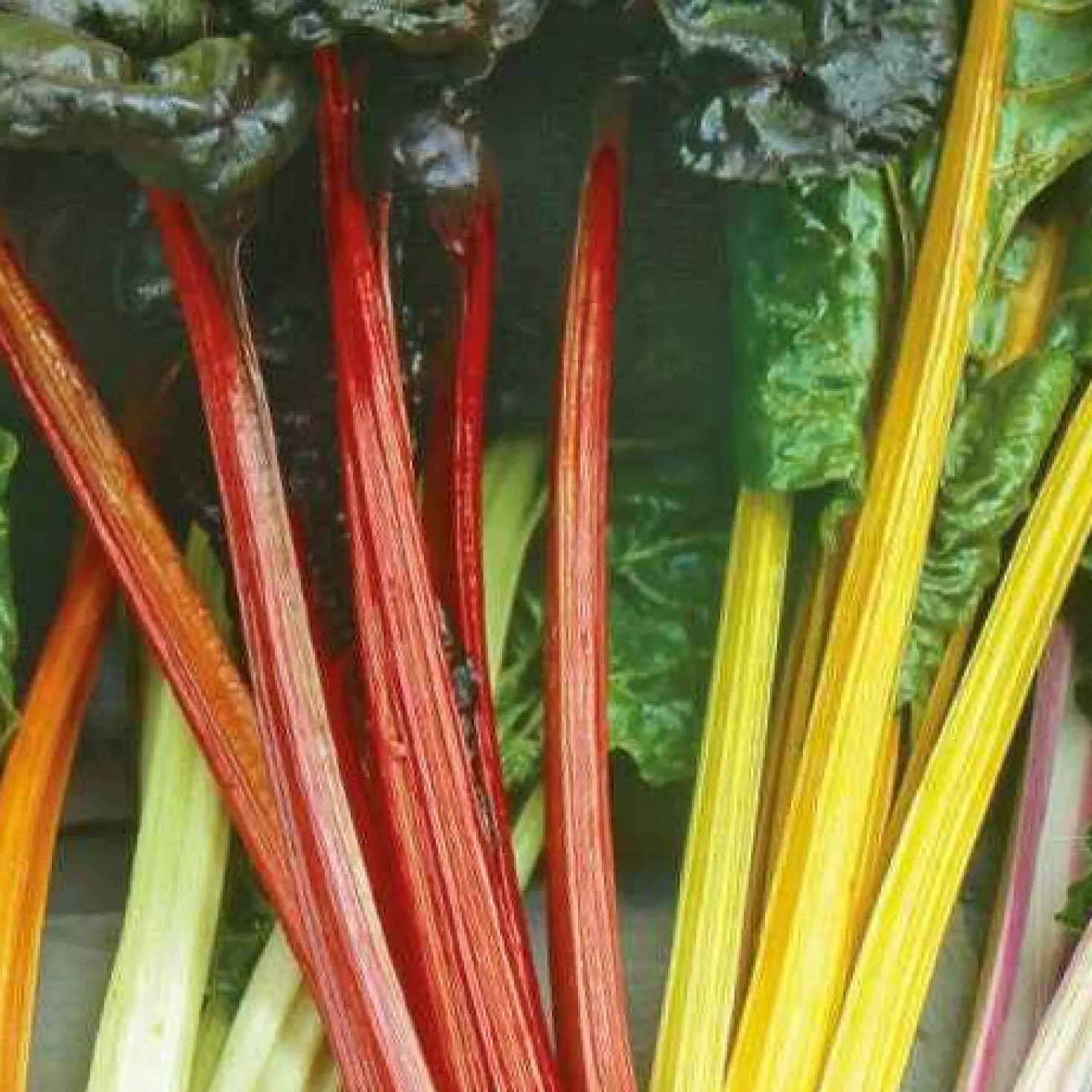 Mangold Mischung bunt - Bunte Ernte den ganzen Sommer
