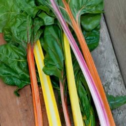 Mangold Mischung bunt - Bunte Ernte den ganzen Sommer