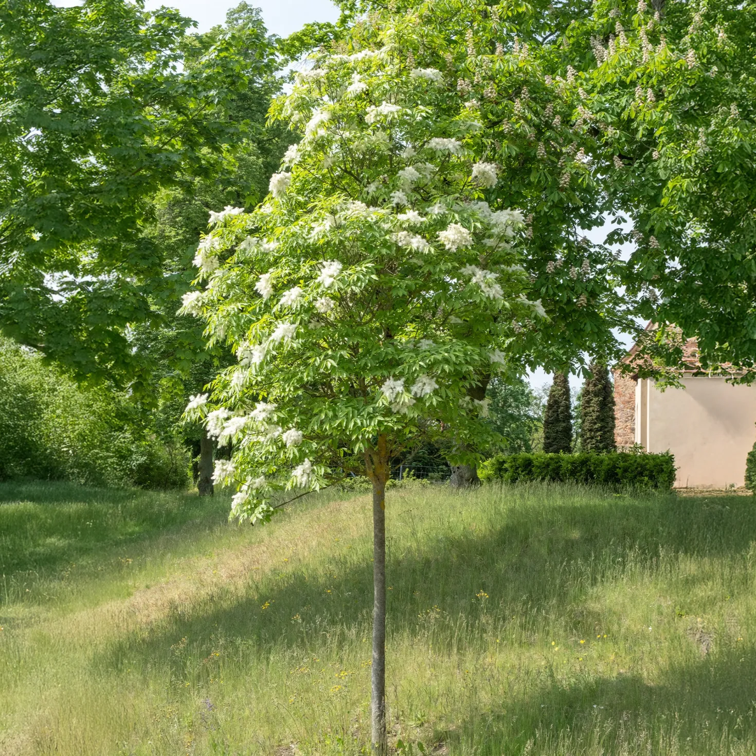 Manna-Esche - Blütenwolke im Frühling