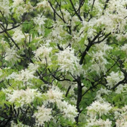 Manna-Esche - Blütenwolke im Frühling