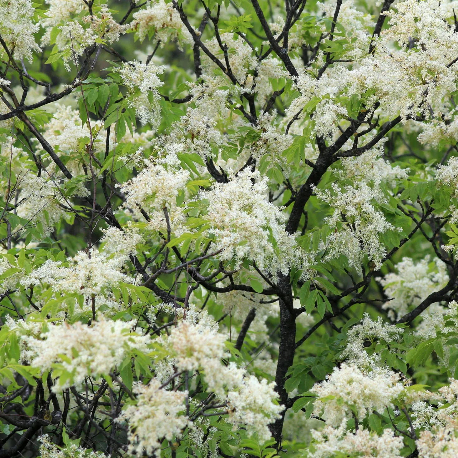 Manna-Esche - Blütenwolke im Frühling
