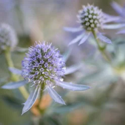 Mannstreu 'Blauer Zwerg' - Stahlblau, das bleibt