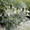 Mannstreu (giant) - Silberdistel, die begeistert
