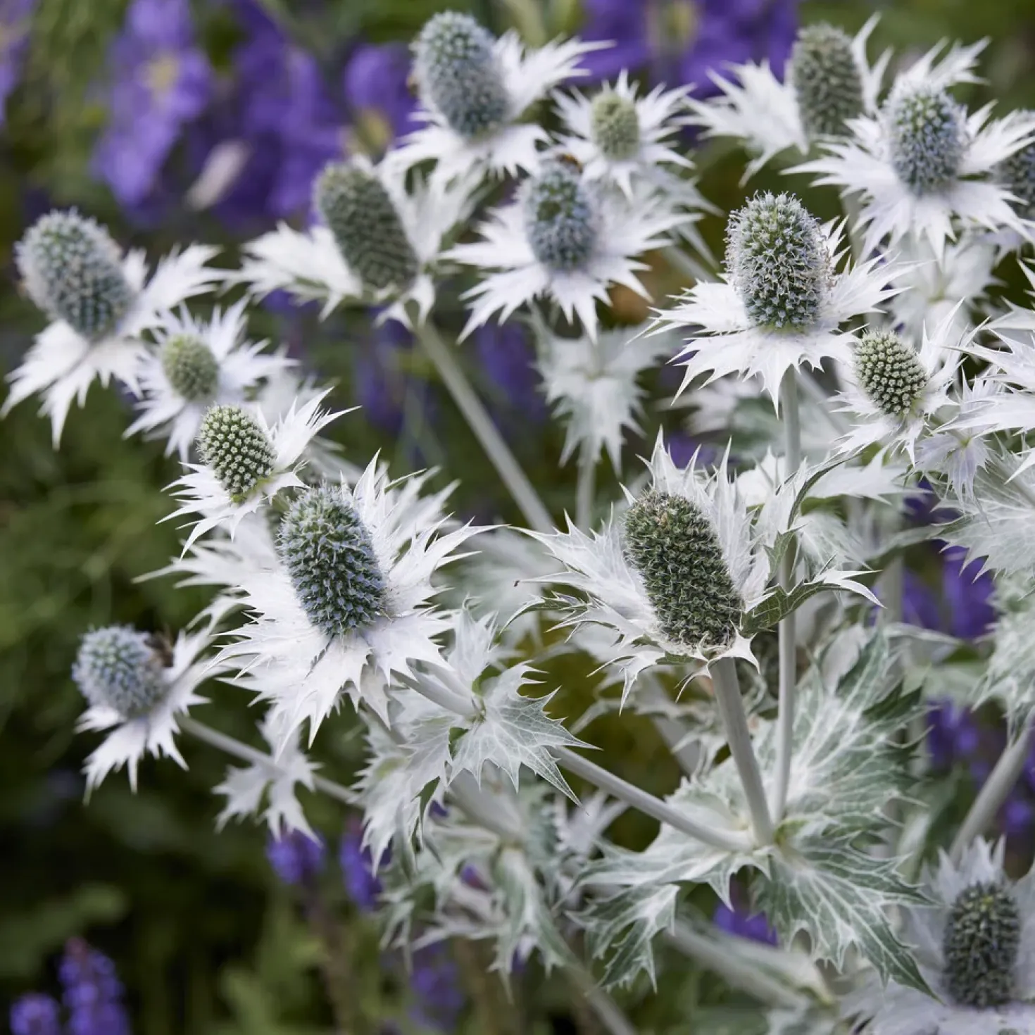 Mannstreu (giant) - Silberdistel, die begeistert