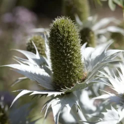Mannstreu (giant) - Silberdistel, die begeistert