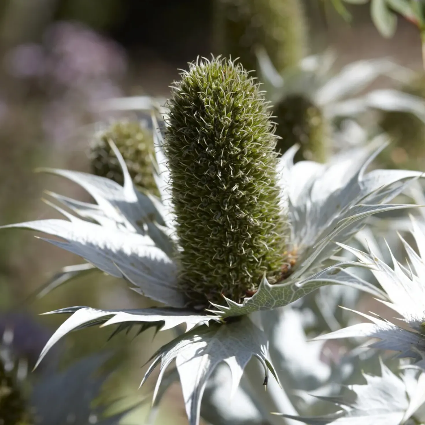 Mannstreu (giant) - Silberdistel, die begeistert