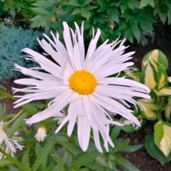 Margariten Sweet Daisy Rebecca - Weiße Blütenfülle, ganz einfach