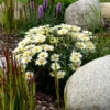 Margerite 'Silberprinzesschen' - Weiße Blüten den ganzen Sommer