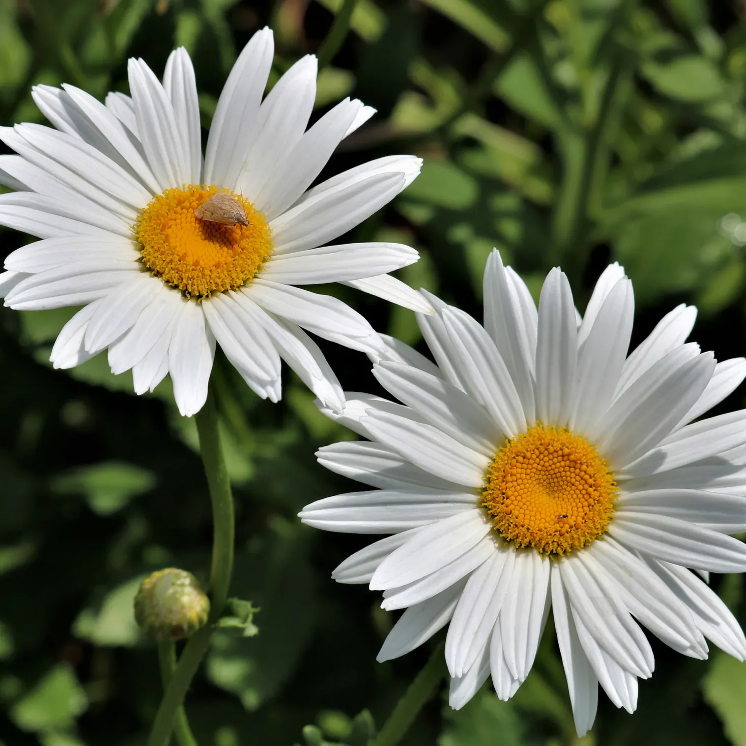 Margerite 'Silberprinzesschen' - Weiße Blüten den ganzen Sommer