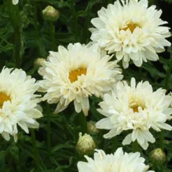 Margerite Victorian Secret - Weiße Blüten den ganzen Sommer