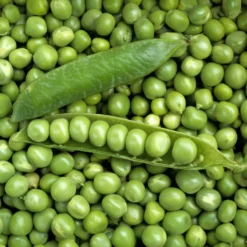 Markerbse ‘Petit Provençal’ - Süße Erbsen frisch geerntet
