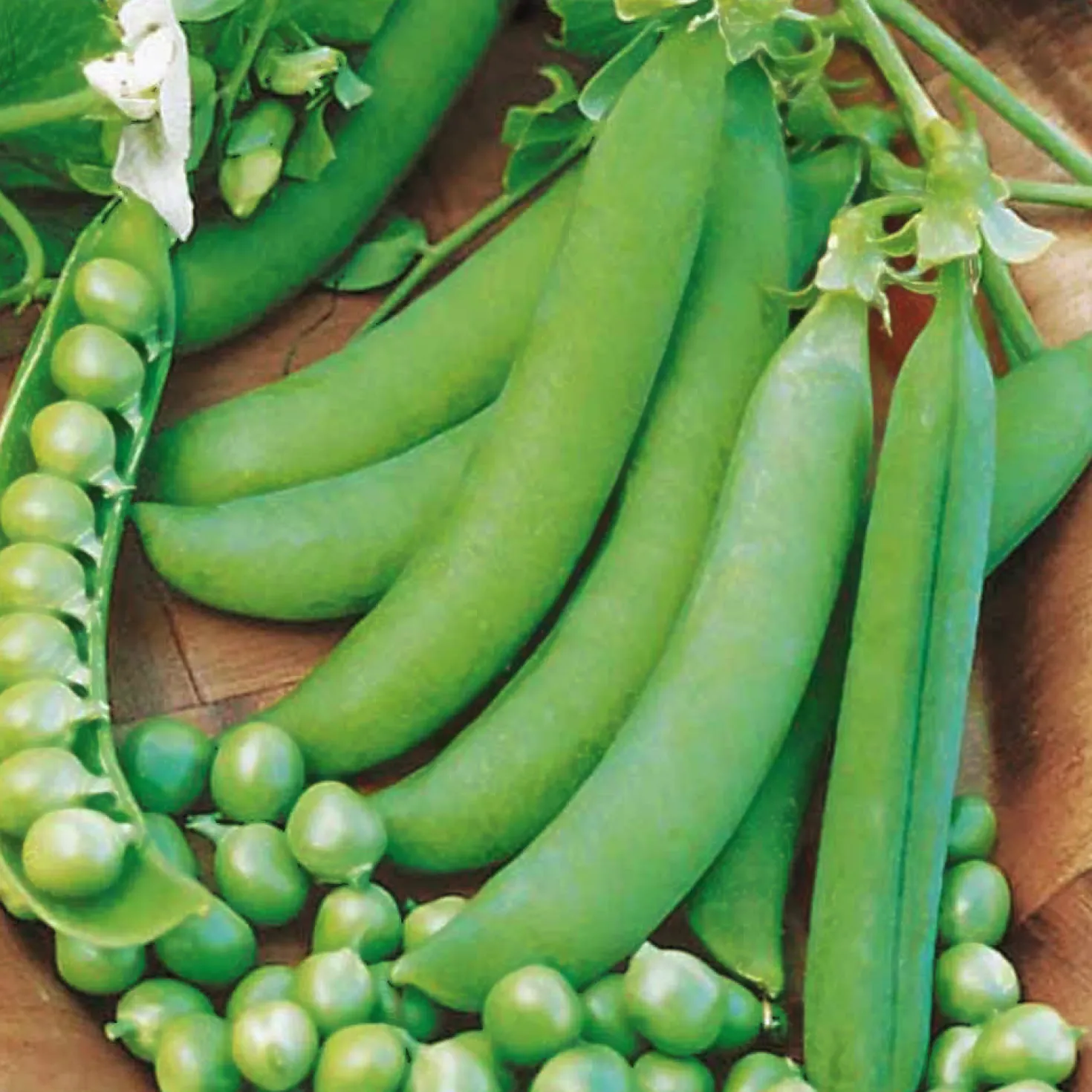 Markerbse ‘Petit Provençal’ - Süße Erbsen frisch geerntet