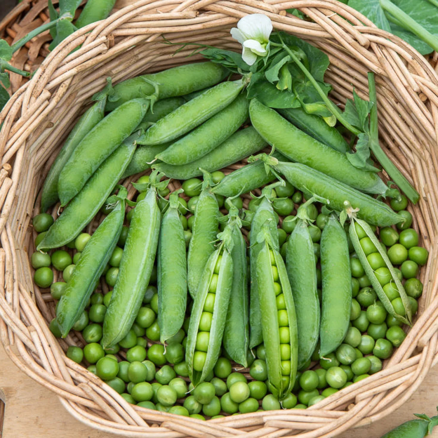 Markerbse ‘Petit Provençal’ - Süße Erbsen frisch geerntet