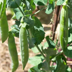 Markerbse ‘Petit Provençal’ - Süße Erbsen frisch geerntet