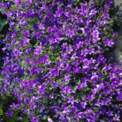 Mauer-Glockenblume - Blüten wie ein blauer Teppich