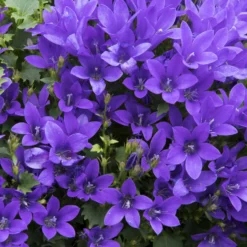 Mauer-Glockenblume - Blüten wie ein blauer Teppich