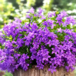 Mauer-Glockenblume - Blüten wie ein blauer Teppich