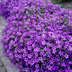 Mauer-Glockenblume - Blüten wie ein blauer Teppich